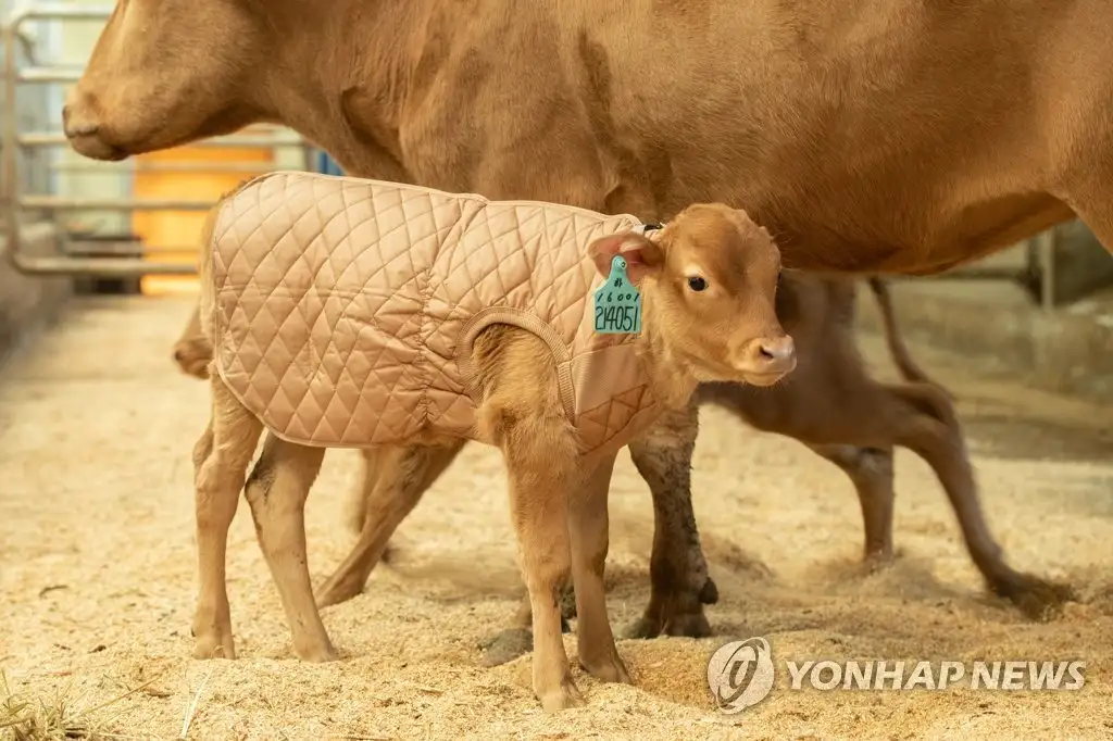 송아지.jpg 사람들이 잘 모르는 송아지 요리 비하인드