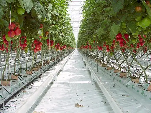 tomatoes-growing.jpg 한국 식료품은 경제가 아니라 정치 문제인 이유.jpg