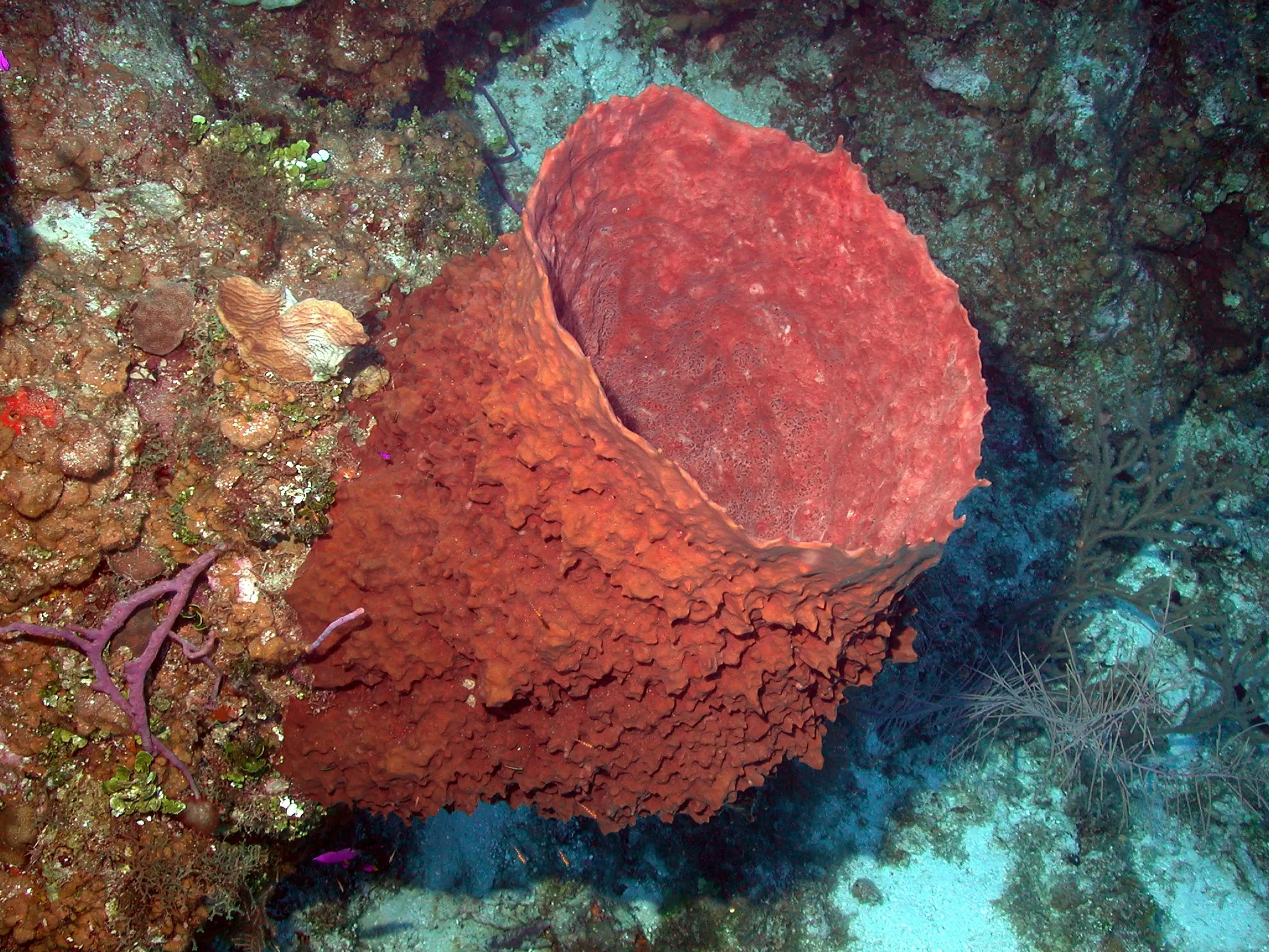 Reef3860_-_Flickr_-_NOAA_Photo_Library.jpg