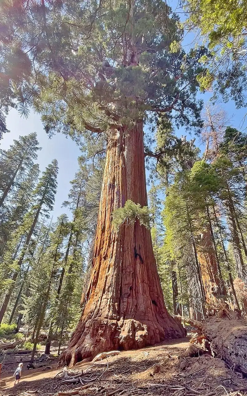 President_Tree,_Sequoia_National_Park_(July_2023).jpg