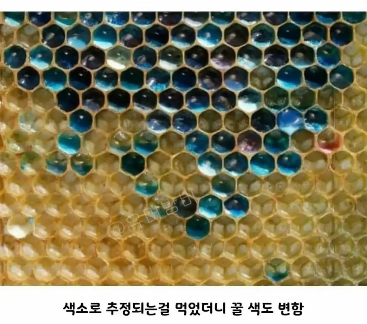 3.jpeg 초콜릿 공장에서 뭔가를 먹고온 꿀벌들.jpg