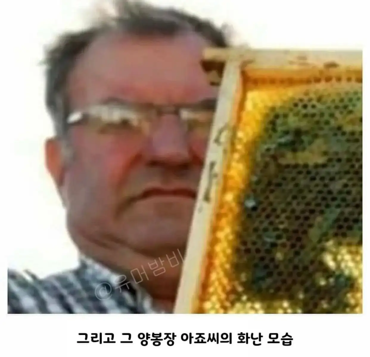 5.jpeg 초콜릿 공장에서 뭔가를 먹고온 꿀벌들.jpg