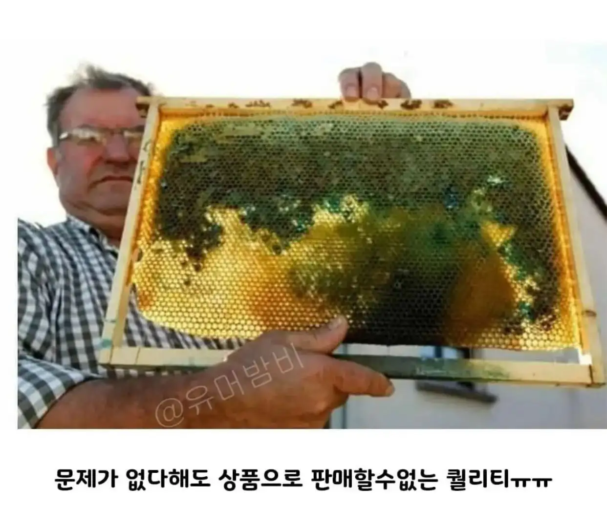 4.jpeg 초콜릿 공장에서 뭔가를 먹고온 꿀벌들.jpg