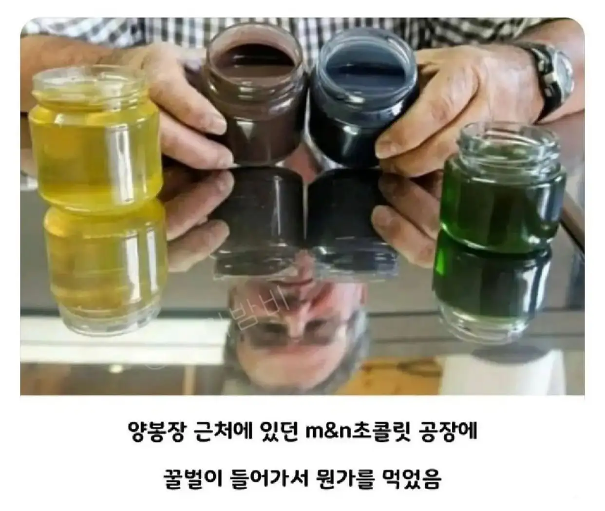 1.jpeg 초콜릿 공장에서 뭔가를 먹고온 꿀벌들.jpg