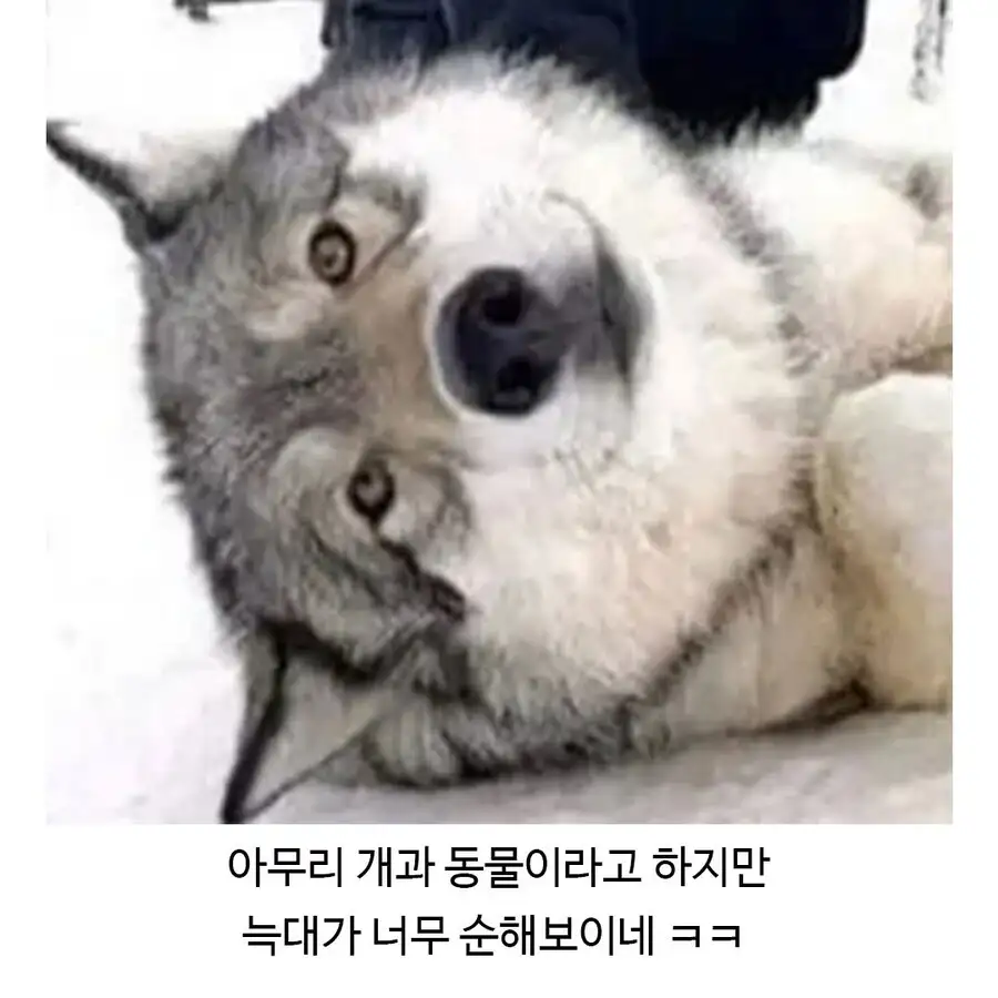 에어비앤비 동물 만나기 체험 후기.jpg_3.jpg