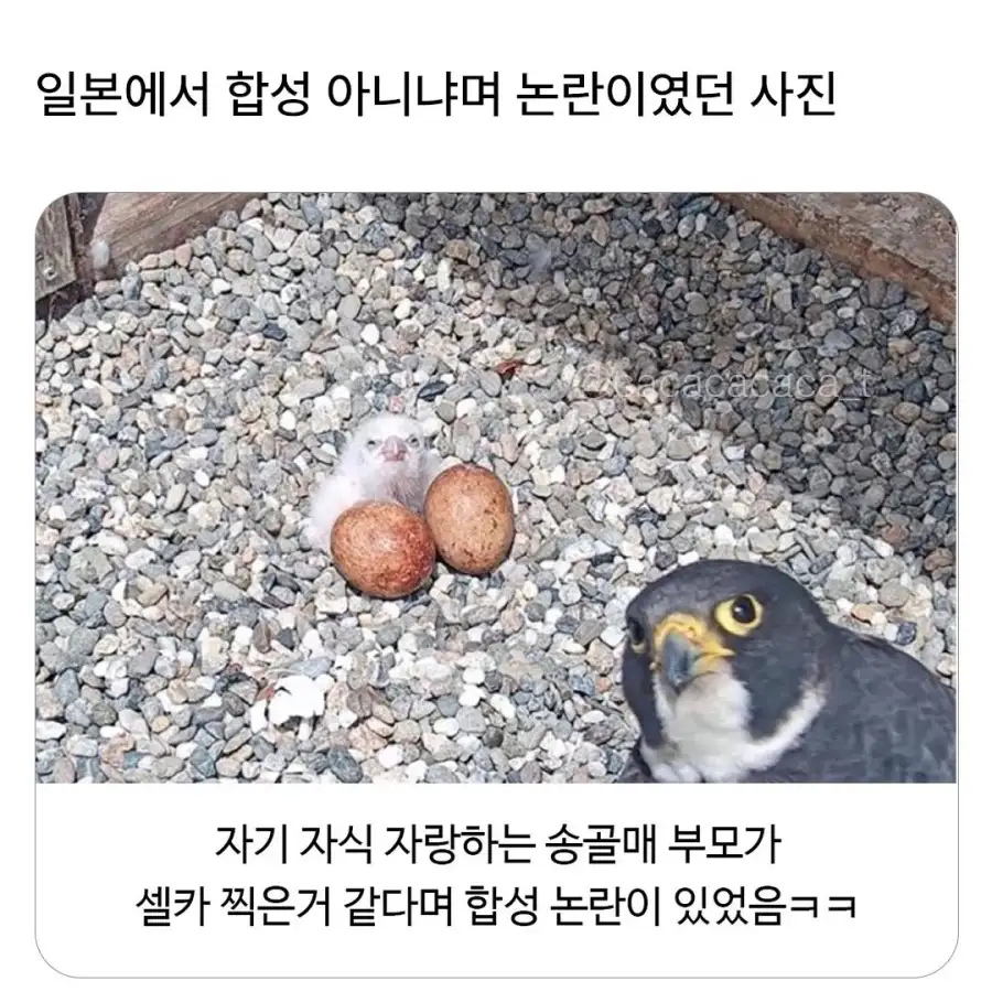 일본에서 합성 아니냐며 논란이였던 사진.jpg_1.webp