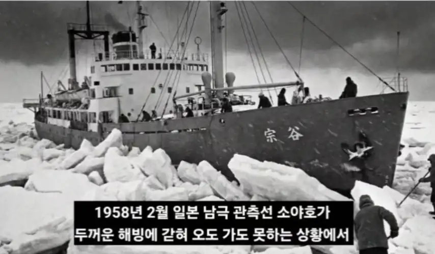 일본이 남극에 버리고간 15마리의 개들_2.webp