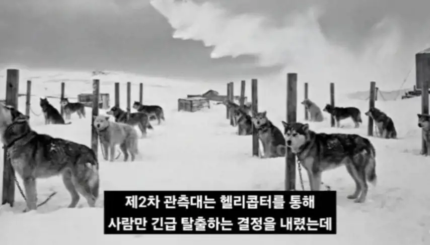 일본이 남극에 버리고간 15마리의 개들_3.webp