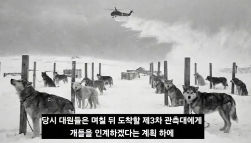 일본이 남극에 버리고간 15마리의 개들_5.webp