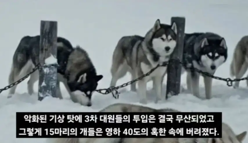 일본이 남극에 버리고간 15마리의 개들_7.webp