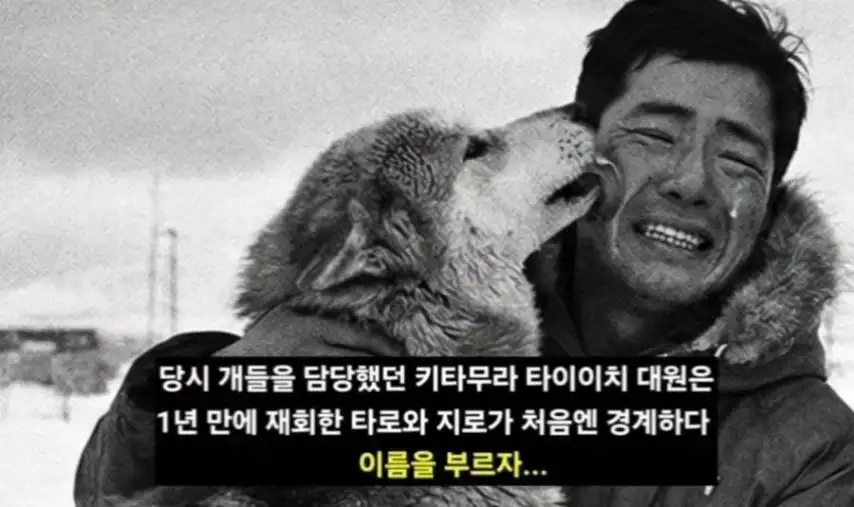 일본이 남극에 버리고간 15마리의 개들_14.webp