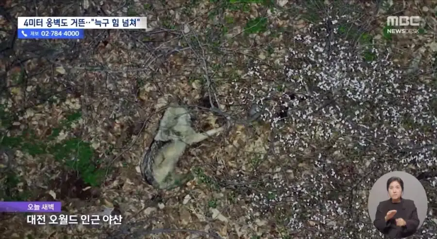 늑구의 동물원탈출에 대한 사람들의 예상과 현실_1.webp