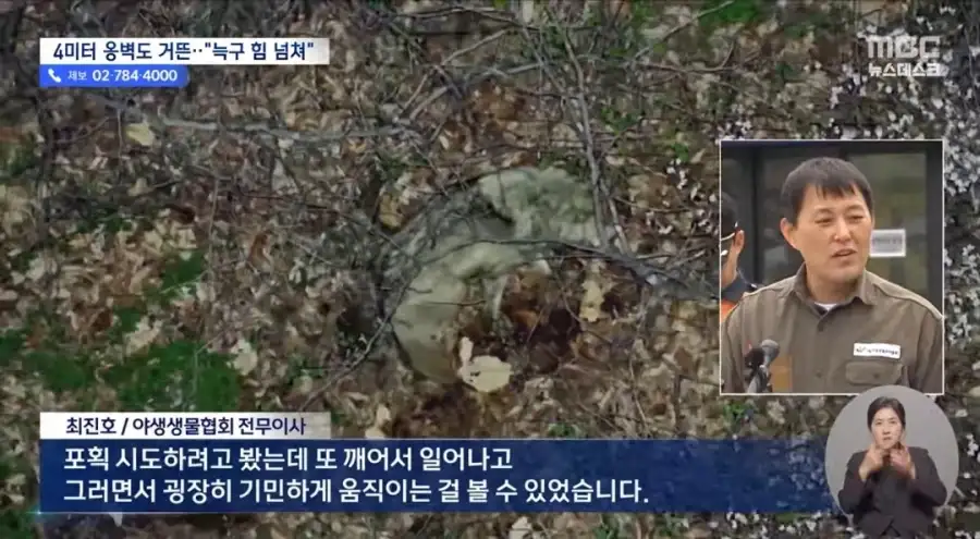 늑구의 동물원탈출에 대한 사람들의 예상과 현실_3.webp