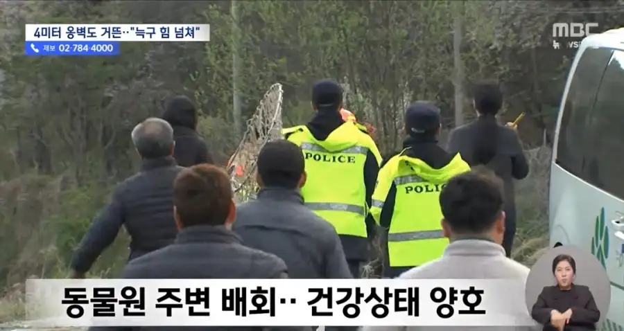 늑구의 동물원탈출에 대한 사람들의 예상과 현실_4.webp