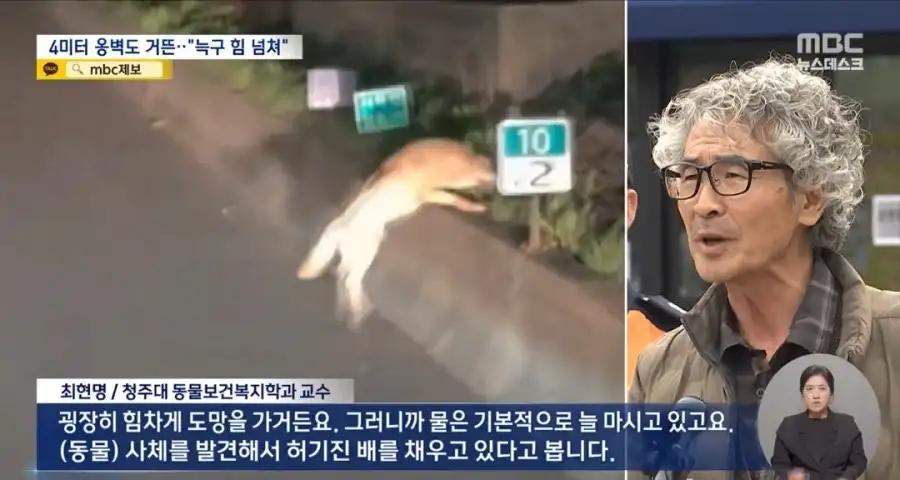 늑구의 동물원탈출에 대한 사람들의 예상과 현실_5.webp