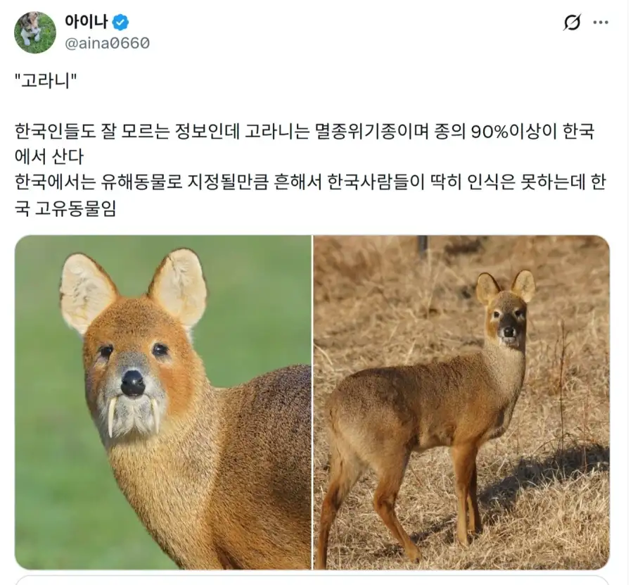 고라니 처음본 일본인들 반응_1.webp