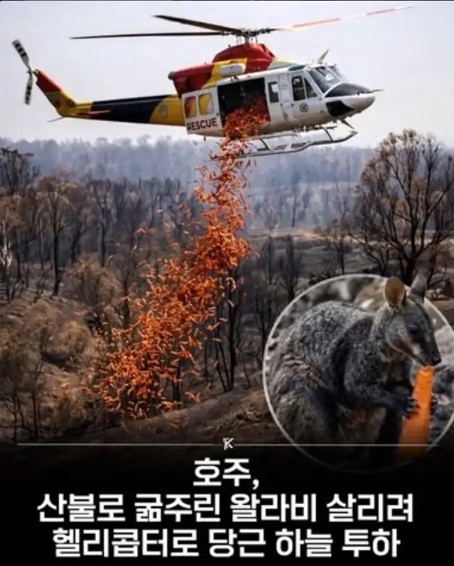 호주 정부에서 진행한 당근_1.webp