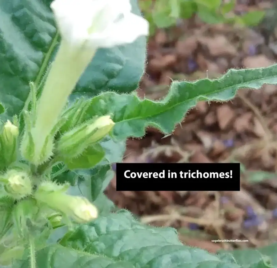 폴로늄이 왜 담배에 있냐고 하는데_5.webp