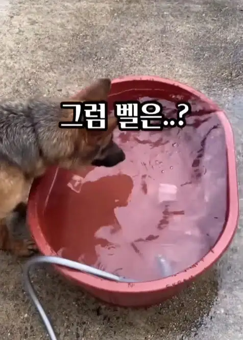 늑대개와 개의 차이점_1.webp