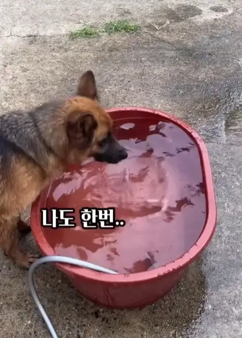 늑대개와 개의 차이점_2.webp