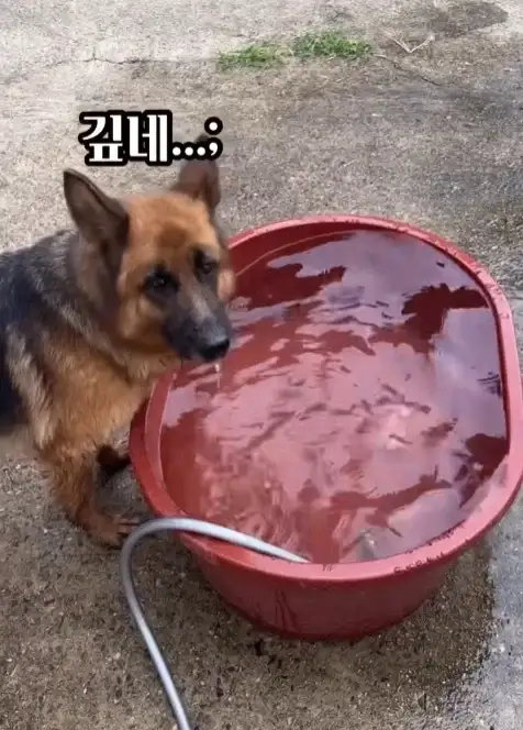 늑대개와 개의 차이점_3.webp