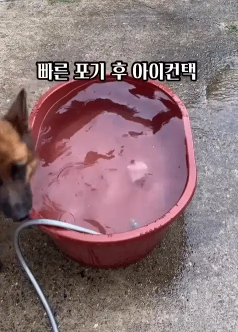 늑대개와 개의 차이점_4.webp