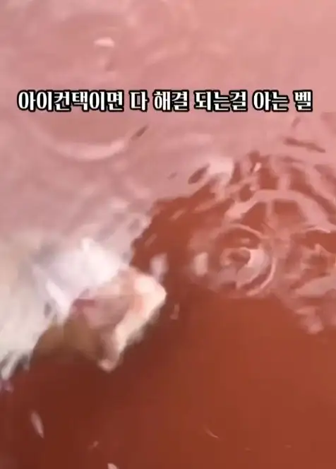 늑대개와 개의 차이점_5.webp