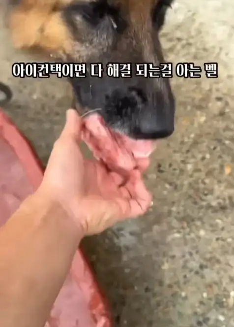 늑대개와 개의 차이점_6.webp