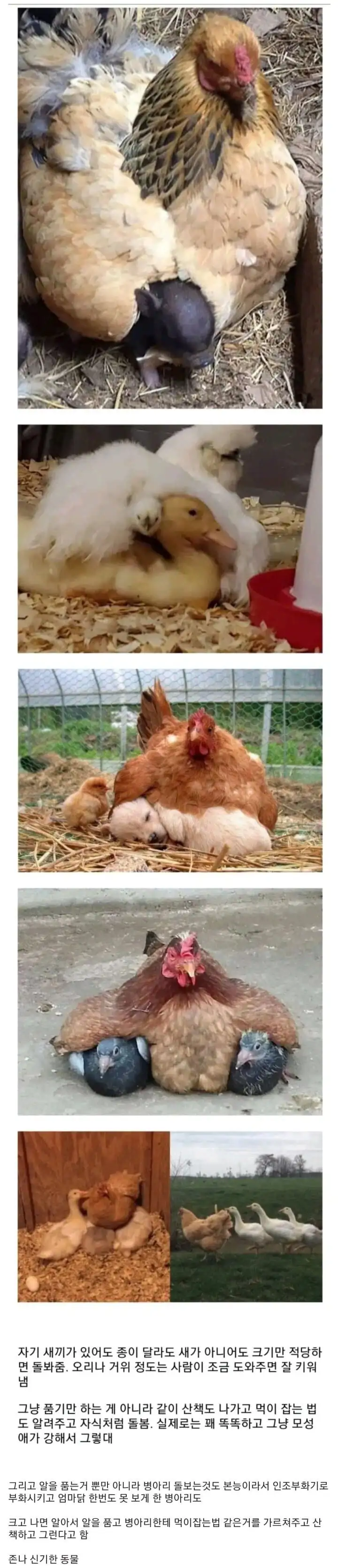 신기한 닭의 본능.jpg_1.webp