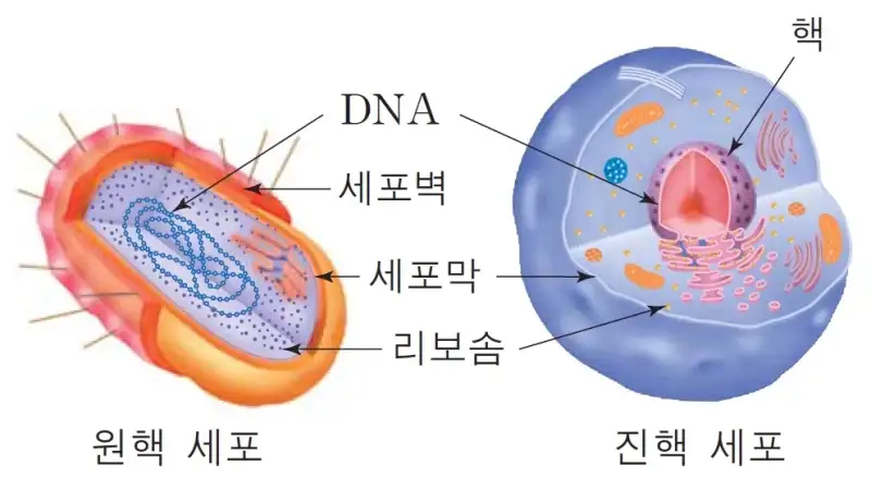 항생제가 아낌없는 찬사를 받았던 이유_2.webp