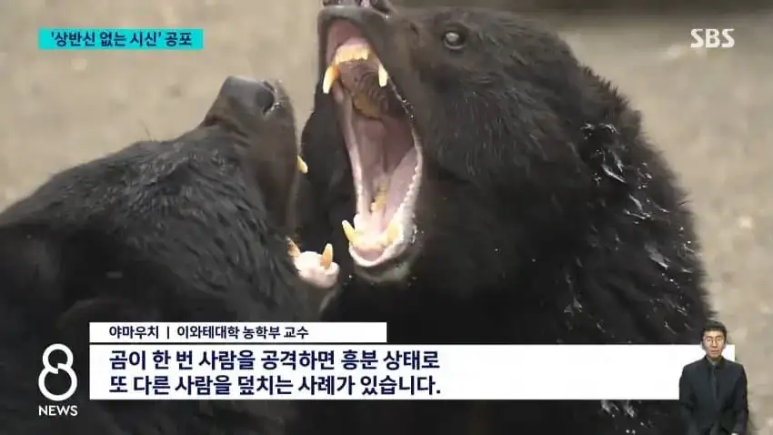 오싹오싹 ;; 일본...곰...근황;;_3.webp