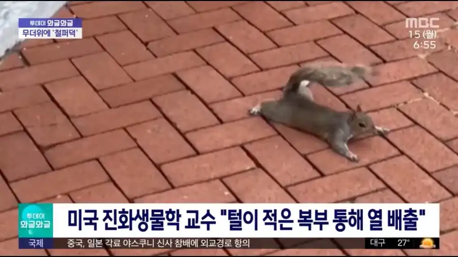 다람쥐가 배깔고 눕는 이유.jpg_1.webp