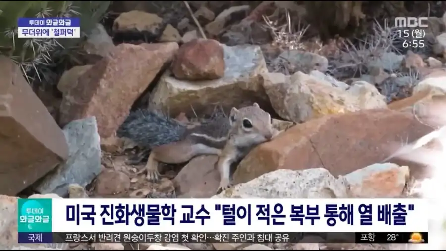 다람쥐가 배깔고 눕는 이유.jpg_2.webp