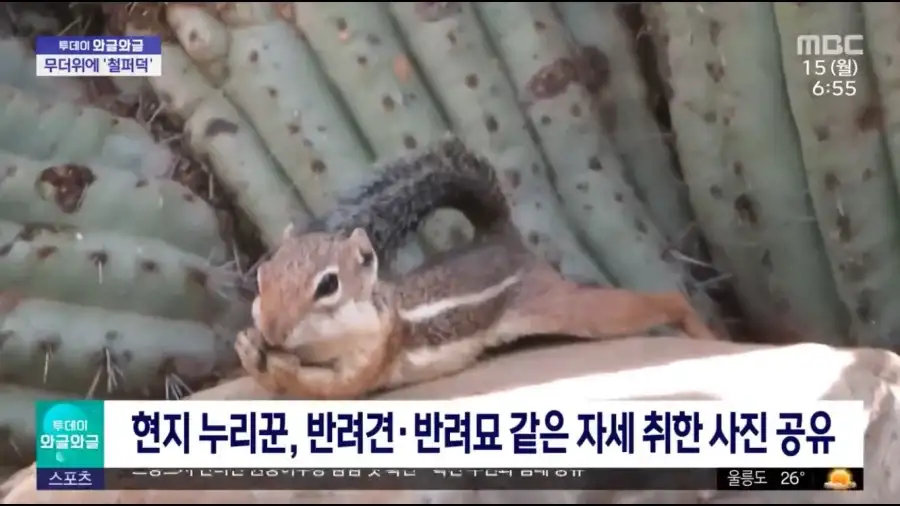 다람쥐가 배깔고 눕는 이유.jpg_3.webp