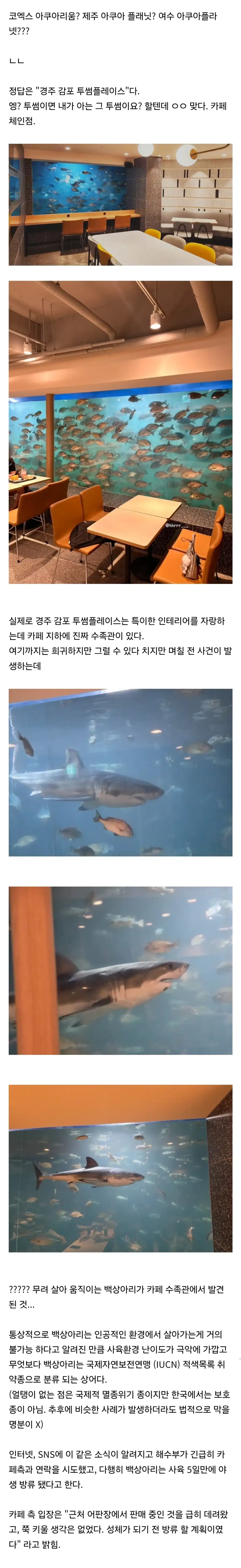 한국 최초로 백상아리 사육을 시도한 수족관.JPG_1.webp