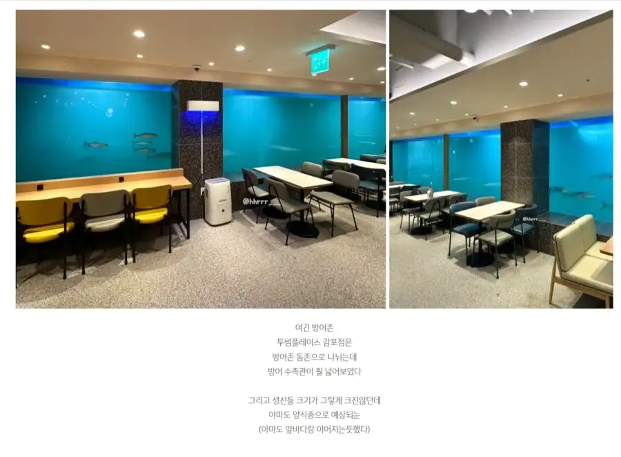 한국 최초로 백상아리 사육을 시도한 수족관.JPG_2.webp