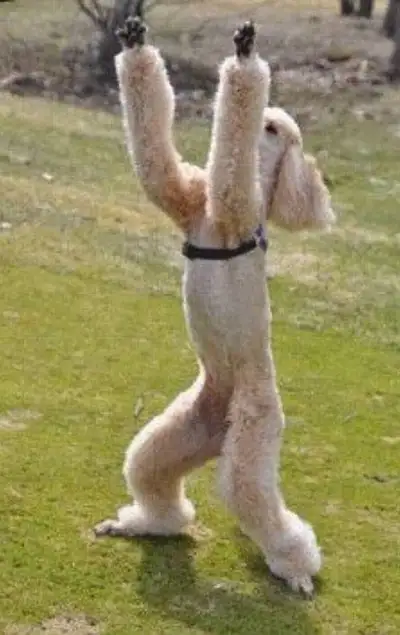 스탠다드푸들( standard poodle )의 매력속으로 : 네이버 블로그