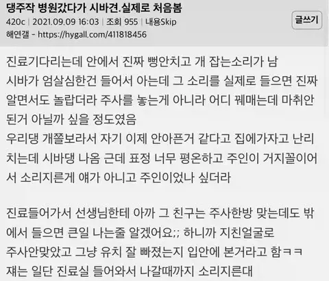 시바견 엄살 레전드_2.webp