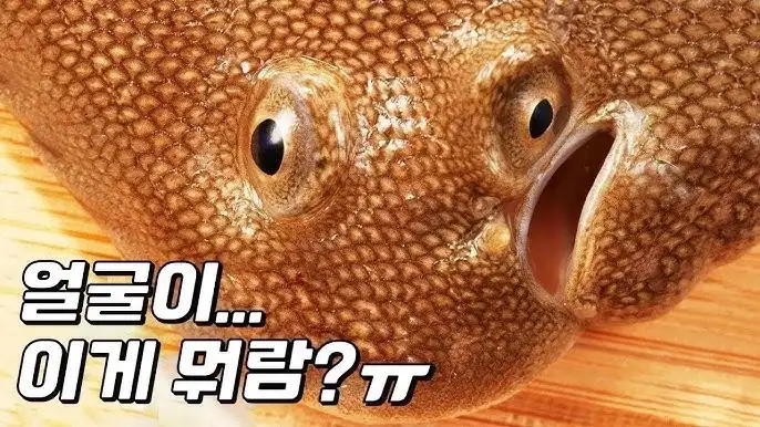 최근 광어 양식업이 힘든 이유_1.webp