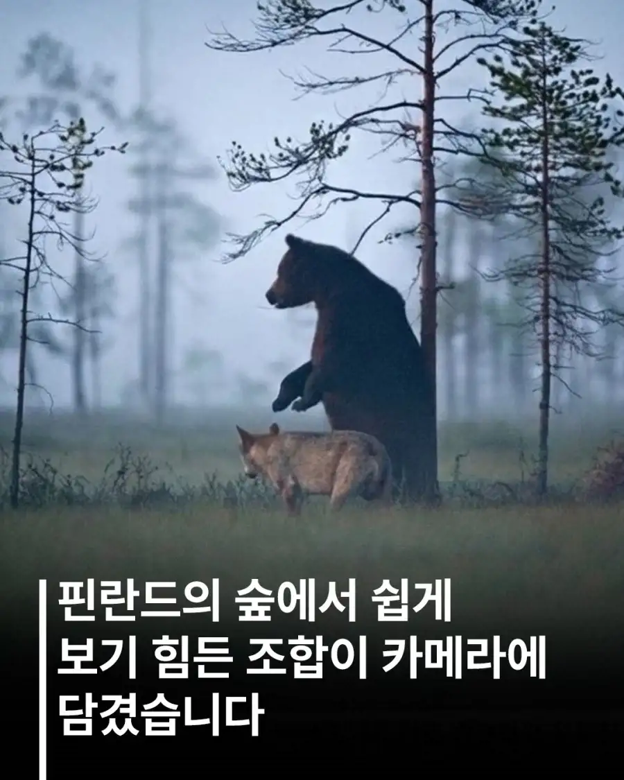 핀란드에서 발견된 같이다니는 늑대와 곰..._1.webp