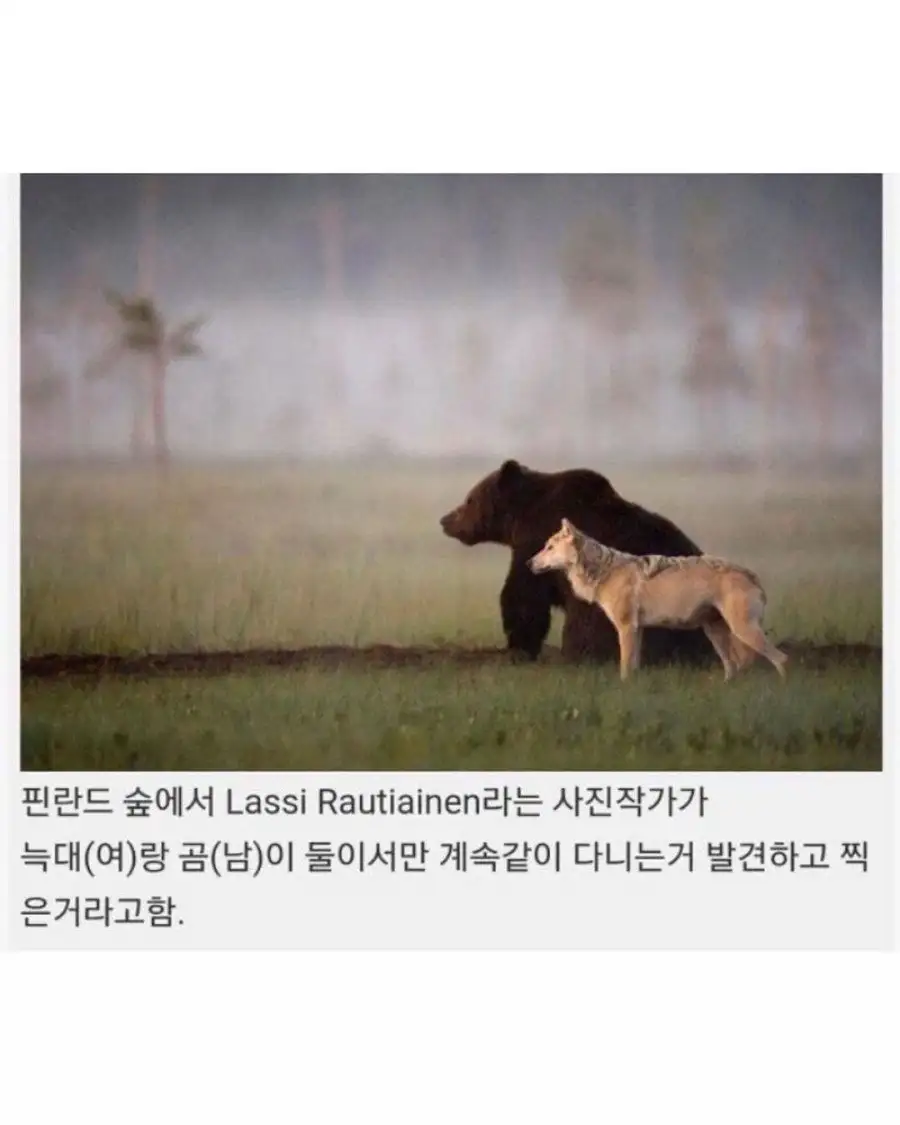 핀란드에서 발견된 같이다니는 늑대와 곰..._2.webp