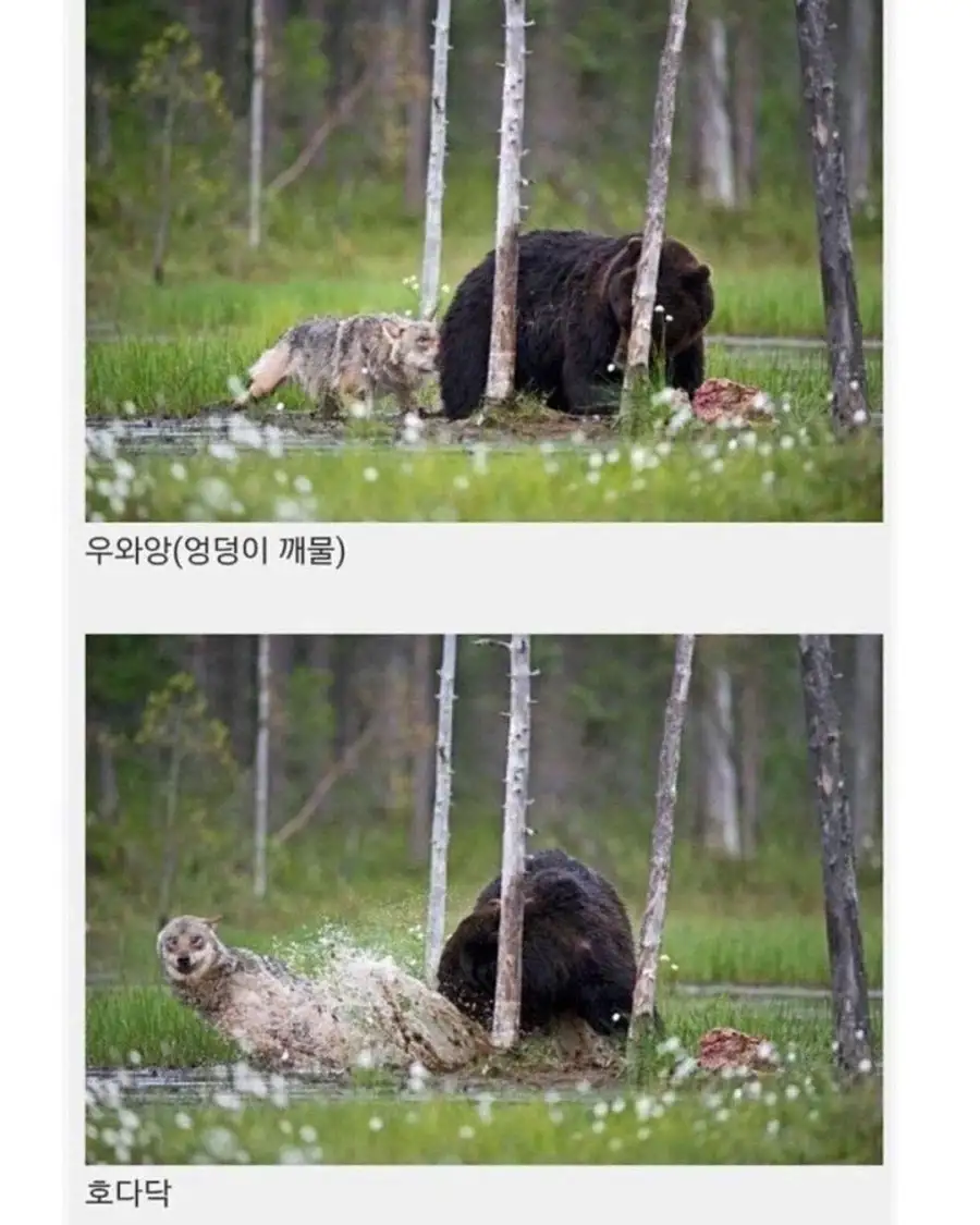 핀란드에서 발견된 같이다니는 늑대와 곰..._3.webp
