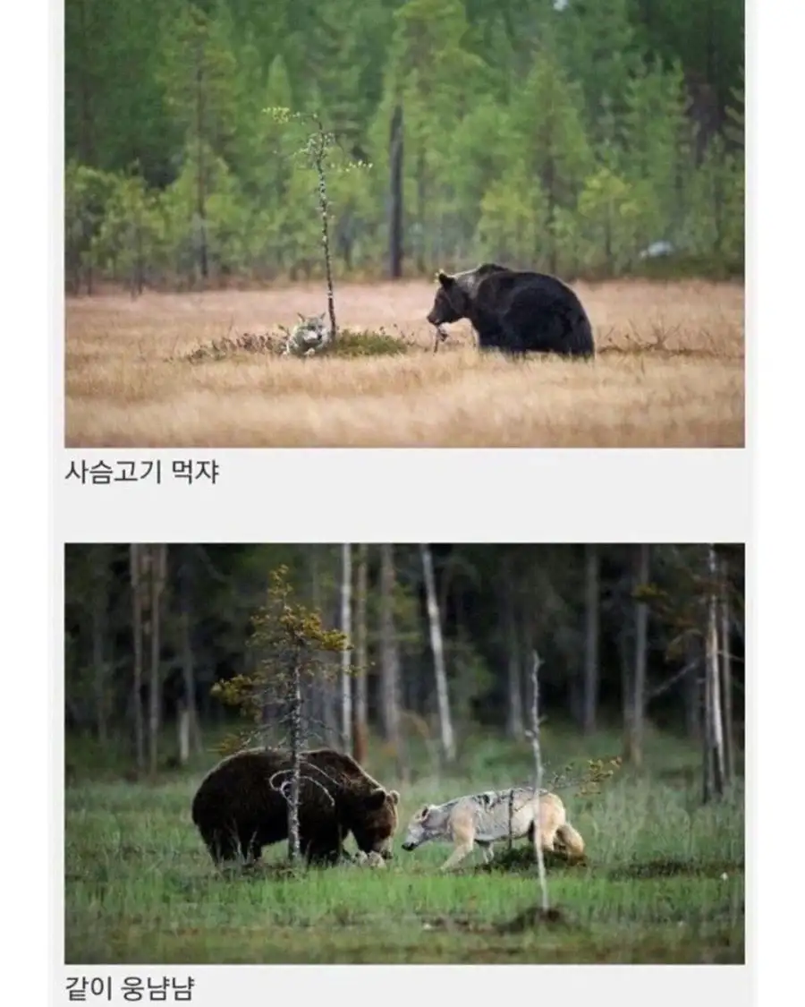 핀란드에서 발견된 같이다니는 늑대와 곰..._4.webp