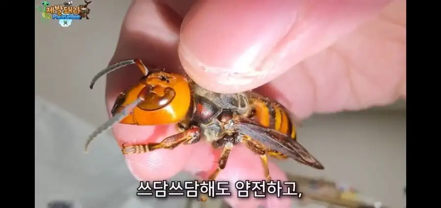 사실이면 논문으로 남겨야했을 상황_5.webp