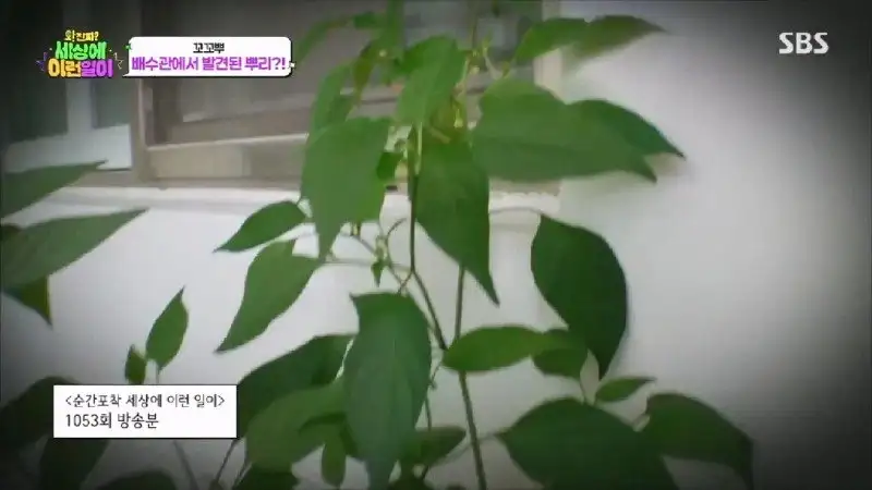 배수관이 자꾸 막혔던 원인 jpg._19.webp