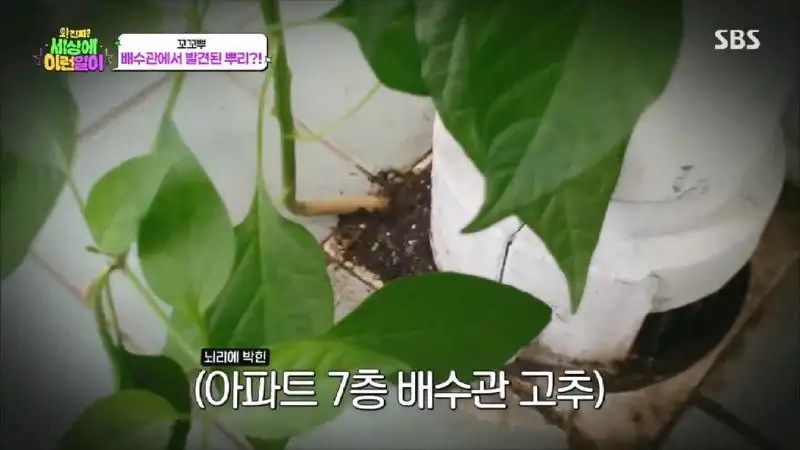배수관이 자꾸 막혔던 원인 jpg._20.webp