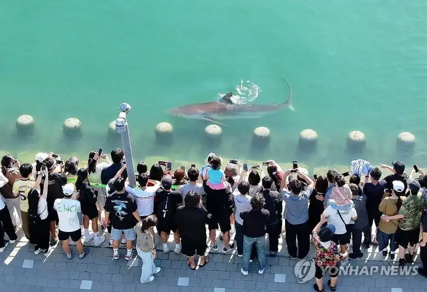 실제로 보면 놀란다는 부산 상어 실물