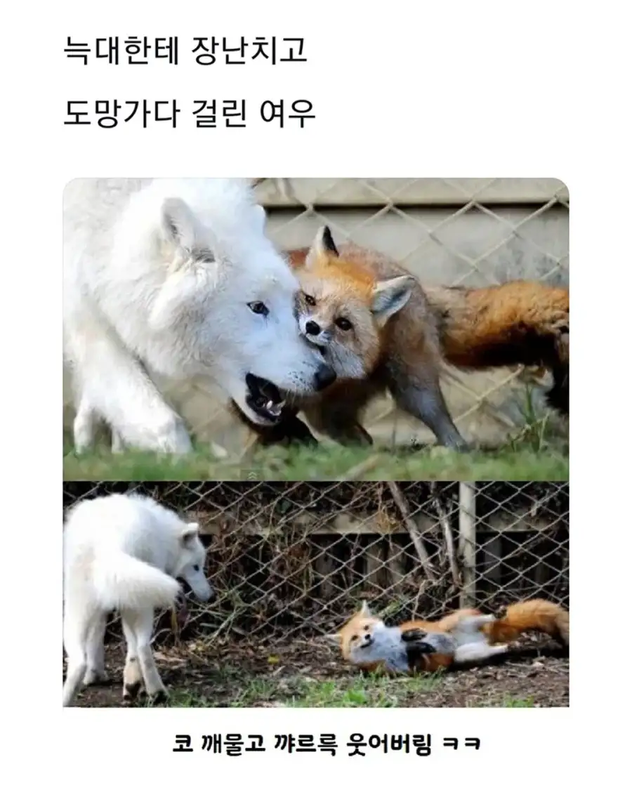 늑대한테 장난치는 여우_1.webp