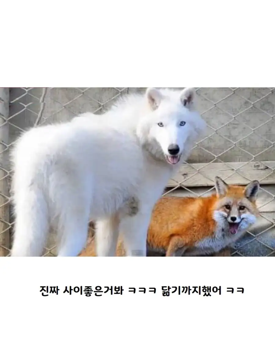 늑대한테 장난치는 여우_4.webp
