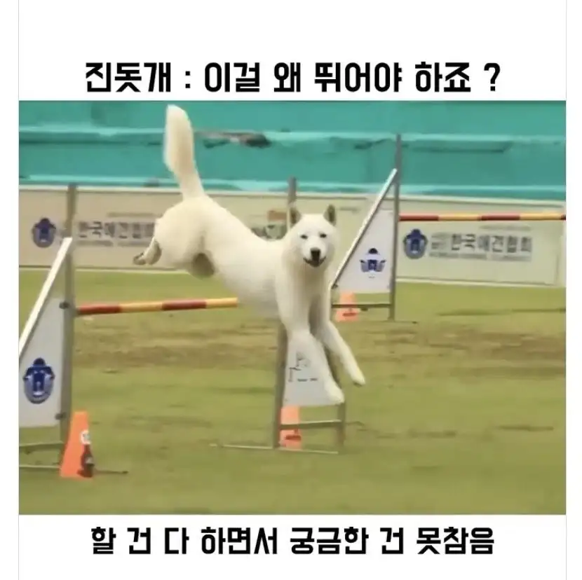 진도개가 경기에 참가하면_1.webp